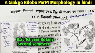 Ginkgo Biloba part1  Morphology of Ginkgo Biloba BSc first year Botany Second semester [upl. by Anitsirt43]