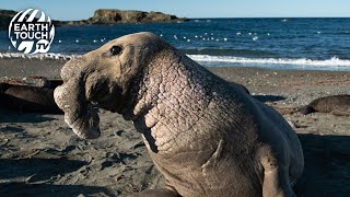 Elephant seals battle over mating rights [upl. by Aihtenak]