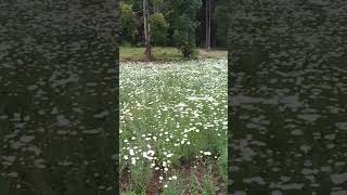 pyrethrum plants [upl. by Norvan516]