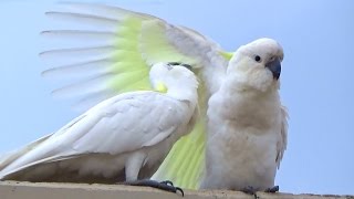 The Most Spoiled Cockatoo Kid Ever  Wild Birds [upl. by Na]