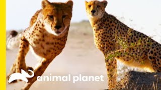 How Do Cheetahs Run So Fast  How Do Animals Do That [upl. by Frida]