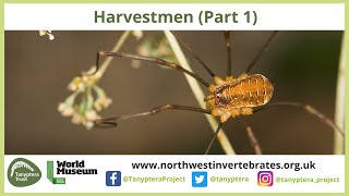 UK Harvestmen Part 1 [upl. by Oregolac]