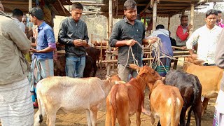 ক্রেতা নেই হাটে মৌমাছির ঝাকের মতো আমদানি  একবারে ছোট ছোট বাছুর গরুর দাম আমবাড়ী গরুর হাট [upl. by Martica709]