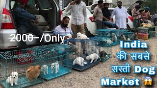 Cheapest Dog Market 2024 😀 Upcoming Dogs Price list Dog petlover reels [upl. by Aronek695]