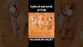 ये दुनिया के सबसे शरारती कुत्ते हैं 😱  short dog movie recap [upl. by Idisahc]