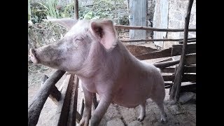 Training a Kenyan farmer on feeding Pigs hydroponic fodder amp Commercial feedsEnglish Sub titles [upl. by Olympias]