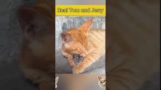 Real Tom and Jerry funny youtubeshorts shorts fun tomandjerry cat mouse [upl. by Tnahsarp]