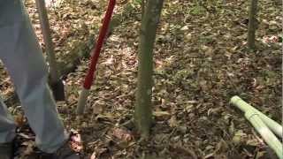 TREE INJECTOR TREATMENT [upl. by Shanan]