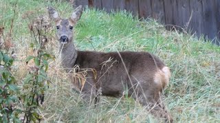 Roe deers visit [upl. by Jamesy809]