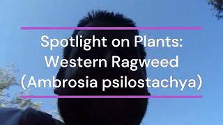 Spotlight on Plants Western Ragweed Ambrosia psilostachya 9622 Tecolote Canyon San Diego [upl. by Adnert]