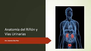 Anatomía del Riñón y Vías Urinarias [upl. by Arahsit]