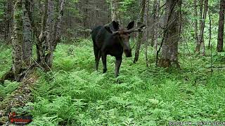 Wildlife Cameras Pickup Moose Bear Deer and More [upl. by Irrol]