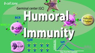 Humoral Immunity  Adaptive Immunity part 2 Animation [upl. by Oijile632]