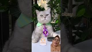 KAYAK TELUR KATAK cookingcat pets supercatchef [upl. by Yahsal]