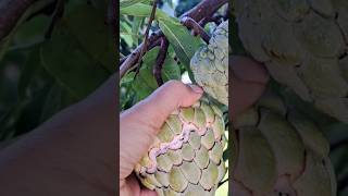 Harvest Sugar Apples 😍✌️♥️👍eating nature florida food backyardfruits sugarapple fruitforyou [upl. by Enoid]