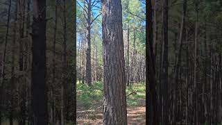 Loblolly Pine Tree located at Lost Pines Trail Ray Roberts Lake State Park Isle du Bois Unit [upl. by Laoj168]