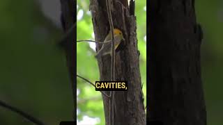 Bird Review Prothonotary Warbler [upl. by Haleigh]