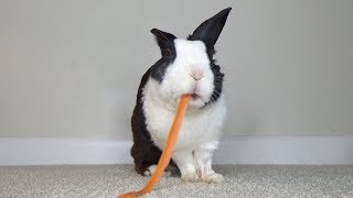 Rabbit Eating Carrot Peel ASMR [upl. by Waldo]