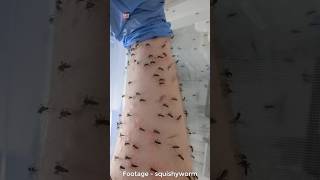 Why This Scientist Willingly Bitten By Mosquitoes [upl. by Viehmann91]