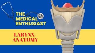 Larynx  Anatomy  Part II [upl. by Savitt827]