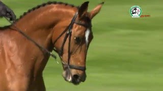 Badminton Horse Trials 2016 Dressage Day 1  The Best Bits [upl. by Eerb]