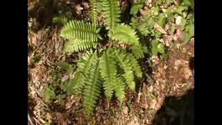 Christmas Ferns Polystichum Arostichoides [upl. by Silin]