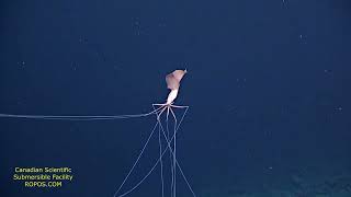 Magnapinna Squid up close swimming  Bigfin Squid 2021  Magnapinna Archive [upl. by Thea189]