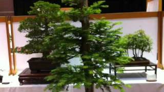 Modesto Bonsai Club [upl. by Esilehc]