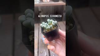 Finally got to repot the Aloinopsis schooneesii 🪴 succulents plantcare [upl. by Utimer676]