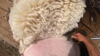 How to shear sheep go pro view [upl. by Aicillyhp232]