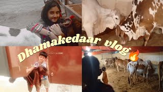 Saari gaye khol di 😲 Angry cow 🔥  Aleeza Danish vlogs ♥️ [upl. by Harl143]