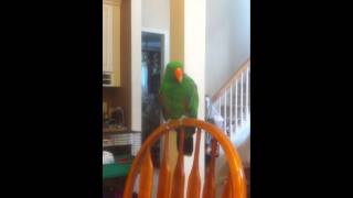 Finnie the Eclectus Sings [upl. by Gordon]