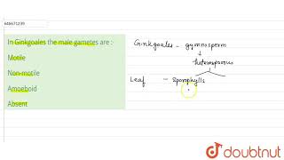 In Ginkgoales the male gametes are   12  DIVERSITY IN LIVING WORLD PLANT DIVERSITY  BIO [upl. by Ahsinaj]