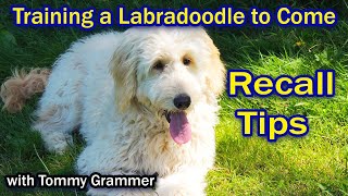 Training Labradoodle To Come When Called [upl. by Rheingold]