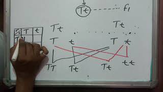 Monohybrid and dihybrid cross phenotypic ratio genotypic ratio [upl. by Asserrac]