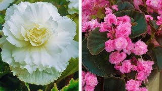 How to Plant Double Begonias Summer Garden Guide [upl. by Luebke933]