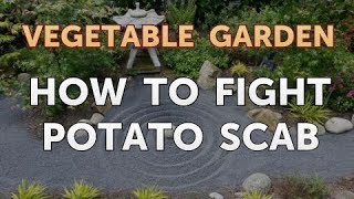 How to Fight Potato Scab [upl. by Irfan]