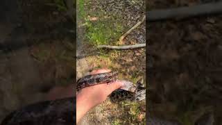 One of the biggest I’ve ever seen herping ratsnake snake shorts [upl. by Onibas]