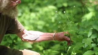 Garlic Mustard Alliaria petiolata [upl. by Tiat]