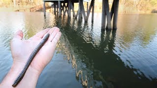 Fishing BIG Worms for GIANT Bass [upl. by Anil874]