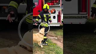 ¡El perro pide ayuda a los bomberos [upl. by Cand902]