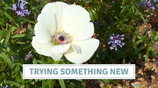 How To Plant Anemones For Autumn Flowering  Cottoverdi [upl. by Attaymik]