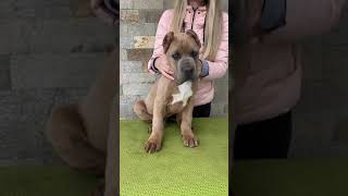 Amazing cane corso puppy formentino color [upl. by Eninnaj959]