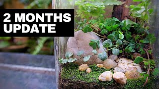 Native Terrarium  2 months update  2 months update and maintenance on the native terrarium [upl. by Kcirtapnhoj]