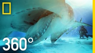 360° Great Hammerhead Shark Encounter  National Geographic [upl. by Buehler]