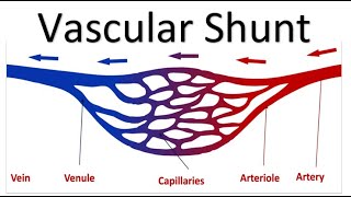 OCR A Level PE  Vascular Shunt [upl. by Gris99]