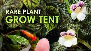 How I Transformed a Grow Tent into a Rare Plant Oasis [upl. by Zetroc]