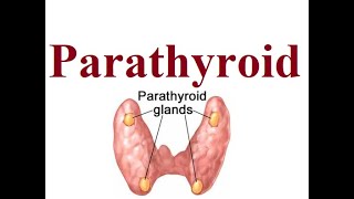 Parathyroid structure and functions  2024 [upl. by Irv]