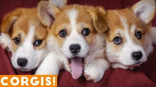 ULTIMATE CORGI COMPILATION 2013 cute and funny [upl. by Gudren]