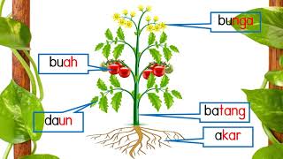 Bahagian Tumbuhan dan Fungsinya Prasekolah [upl. by Miltie]
